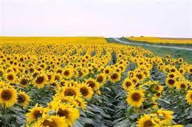 Lover Sunflowers
